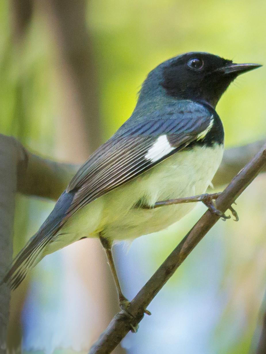 Black-throated blue warbler