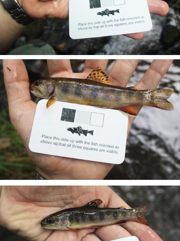 3 trout
