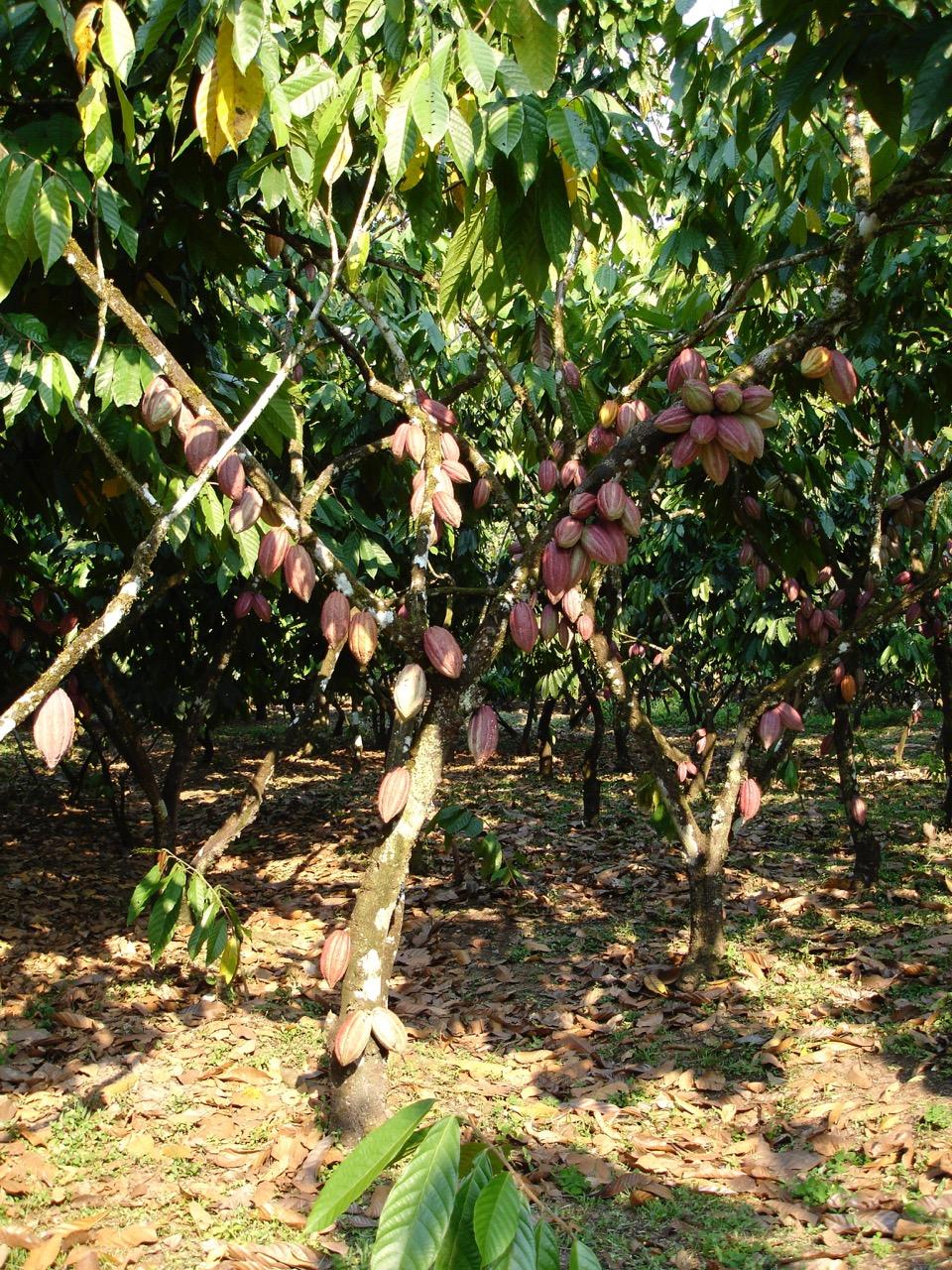 cacao trees