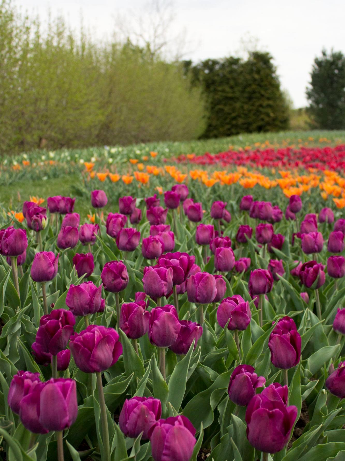 Arboretum tulip display spring 2016