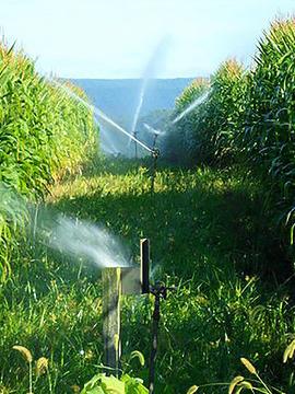 Living Filter spraying