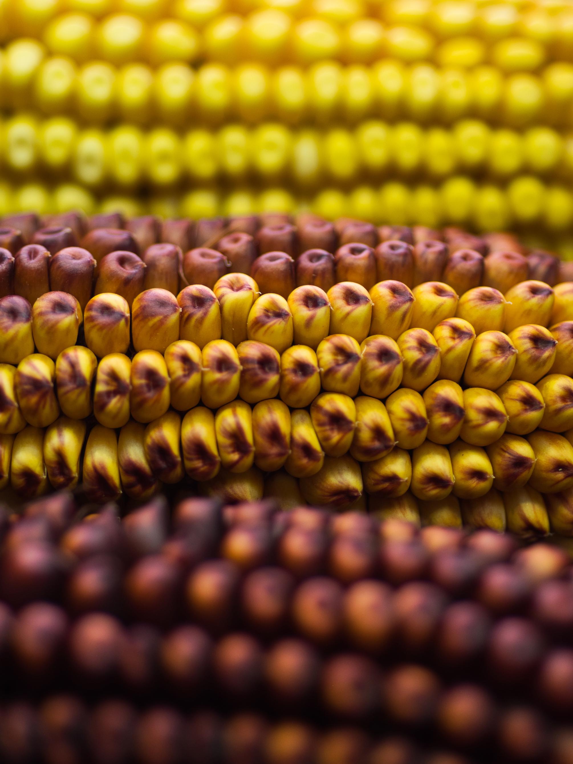 corn kernels