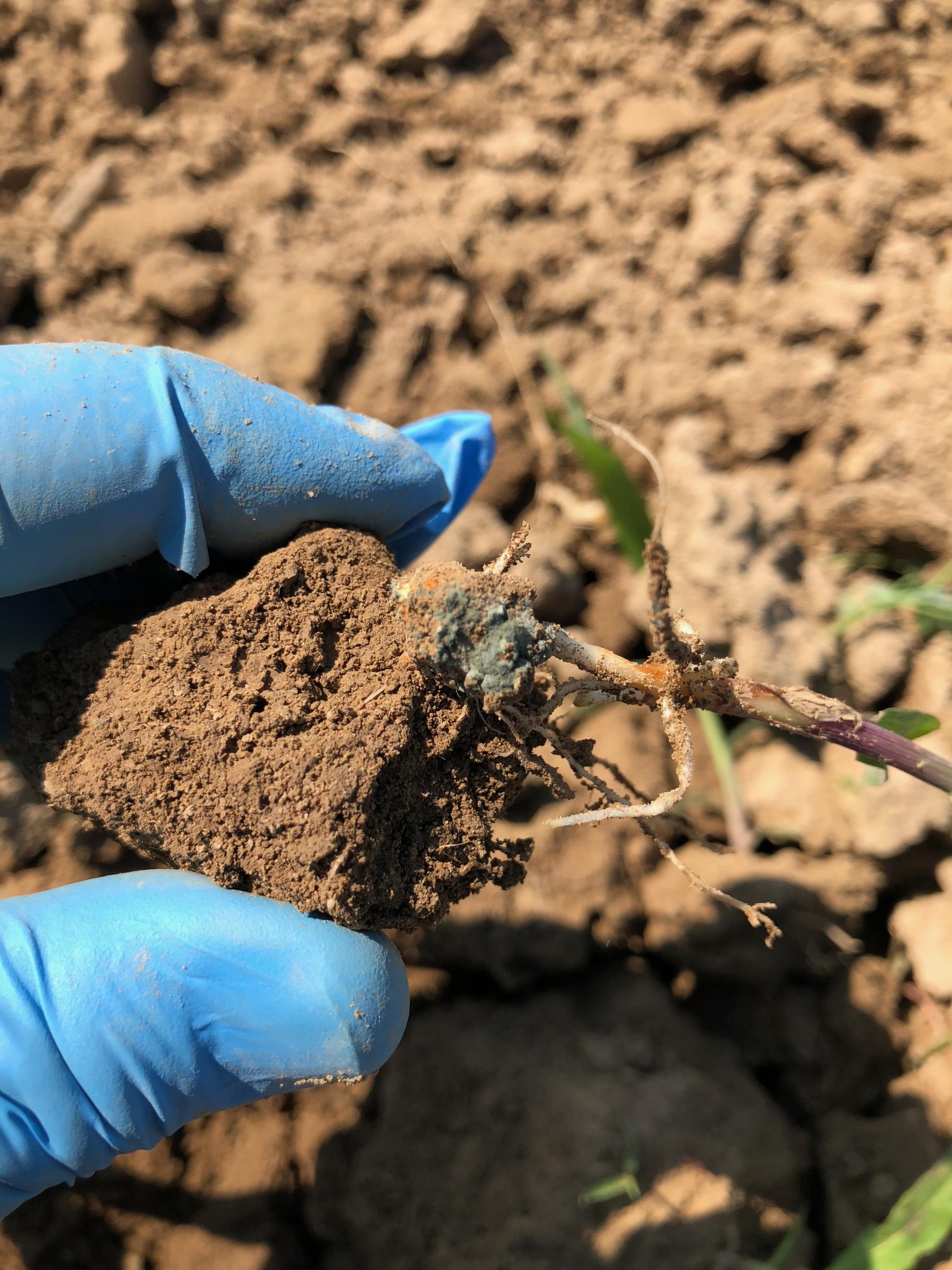 corn seedling