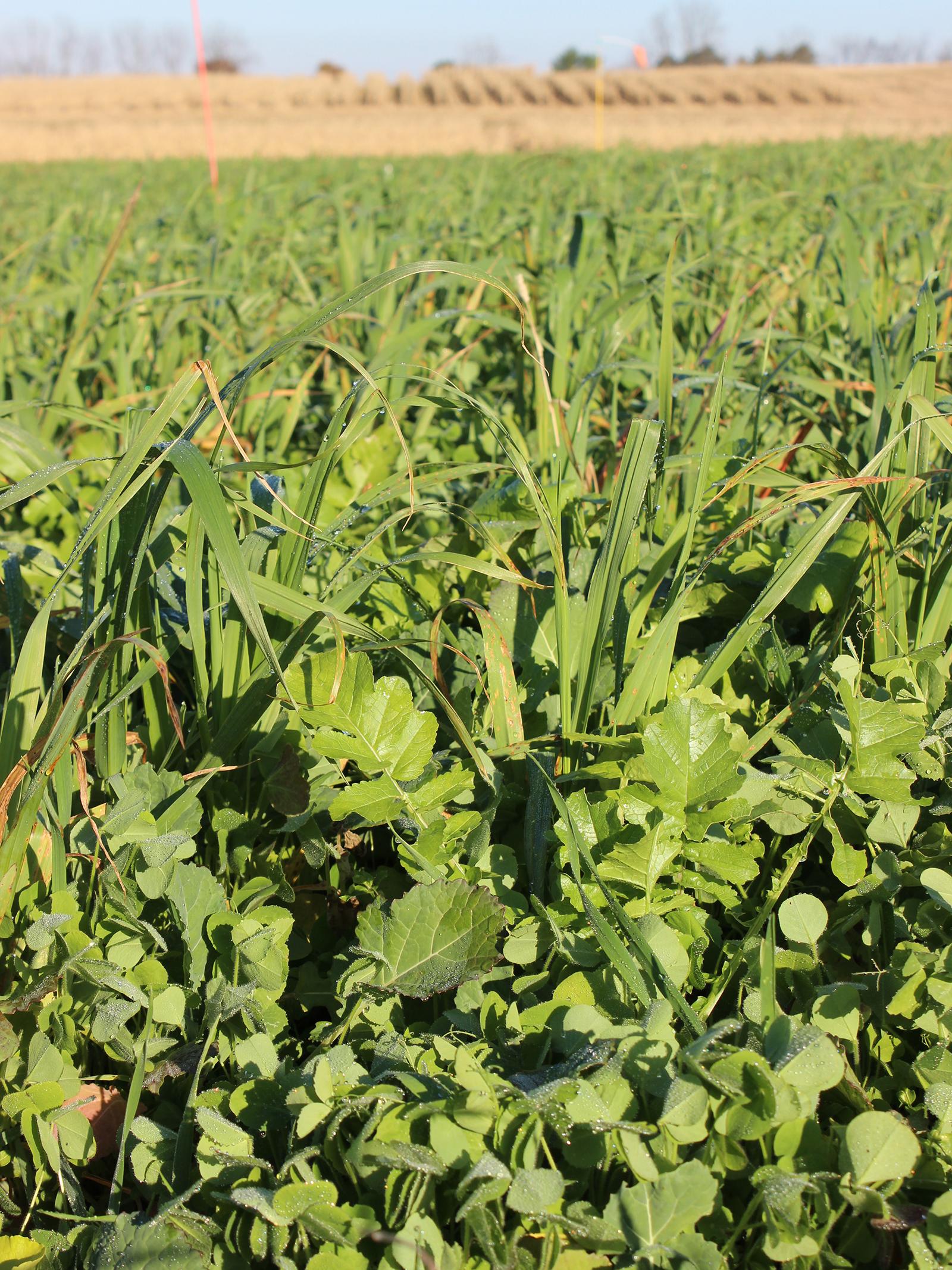 cover crop mix