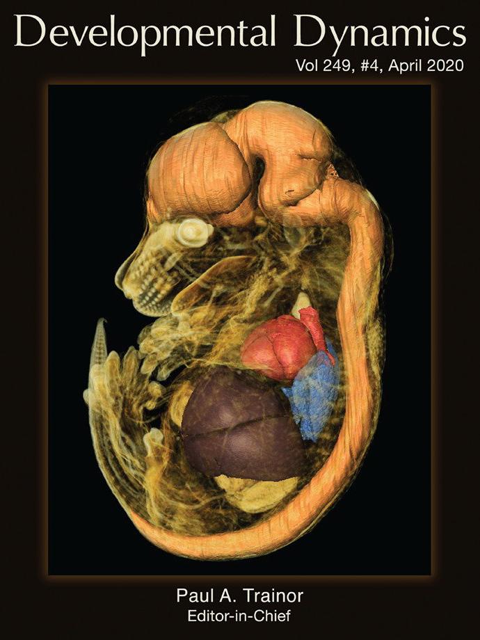 April 2020 Cover of Developmental Dynamics