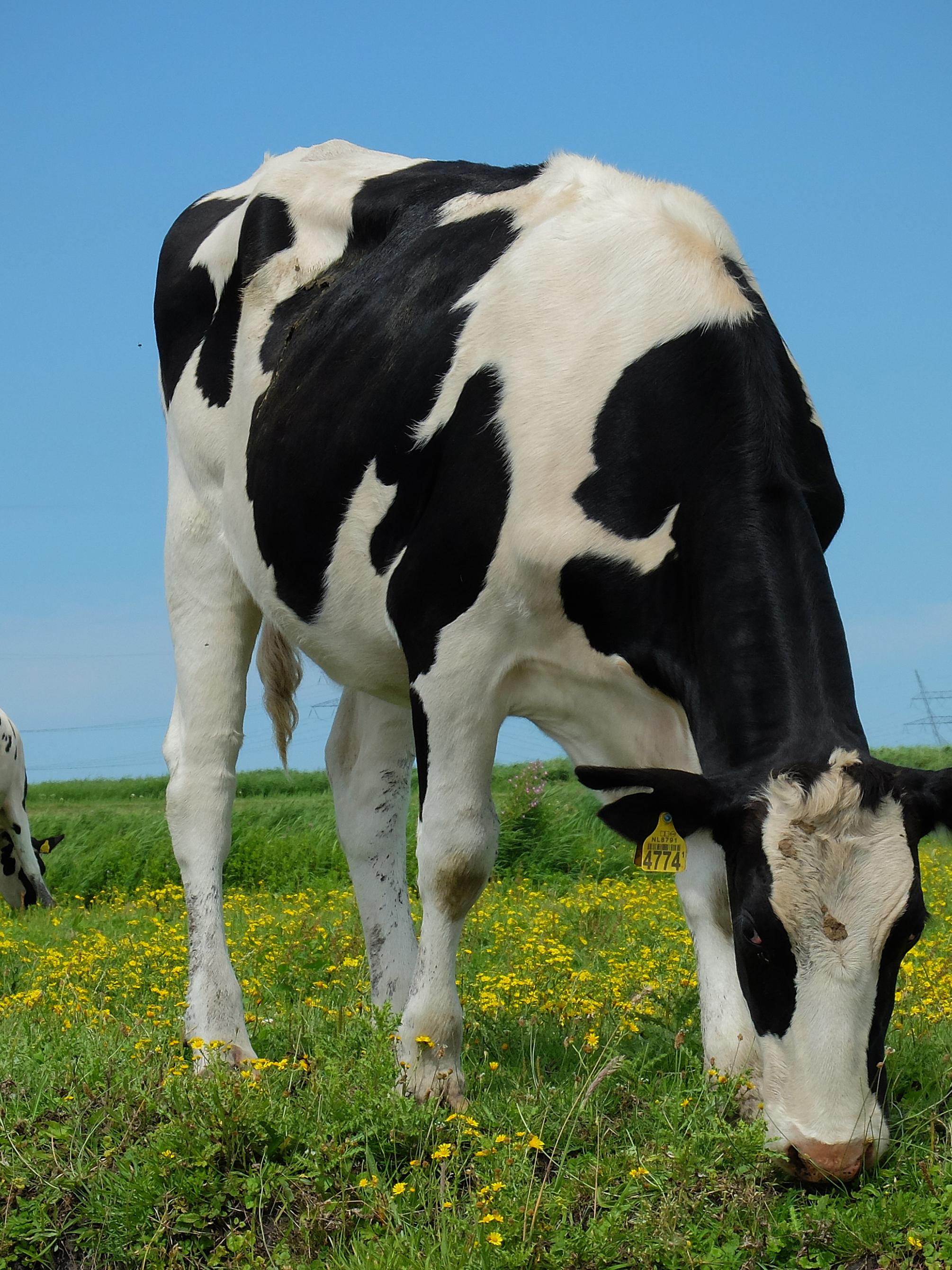 transition cow