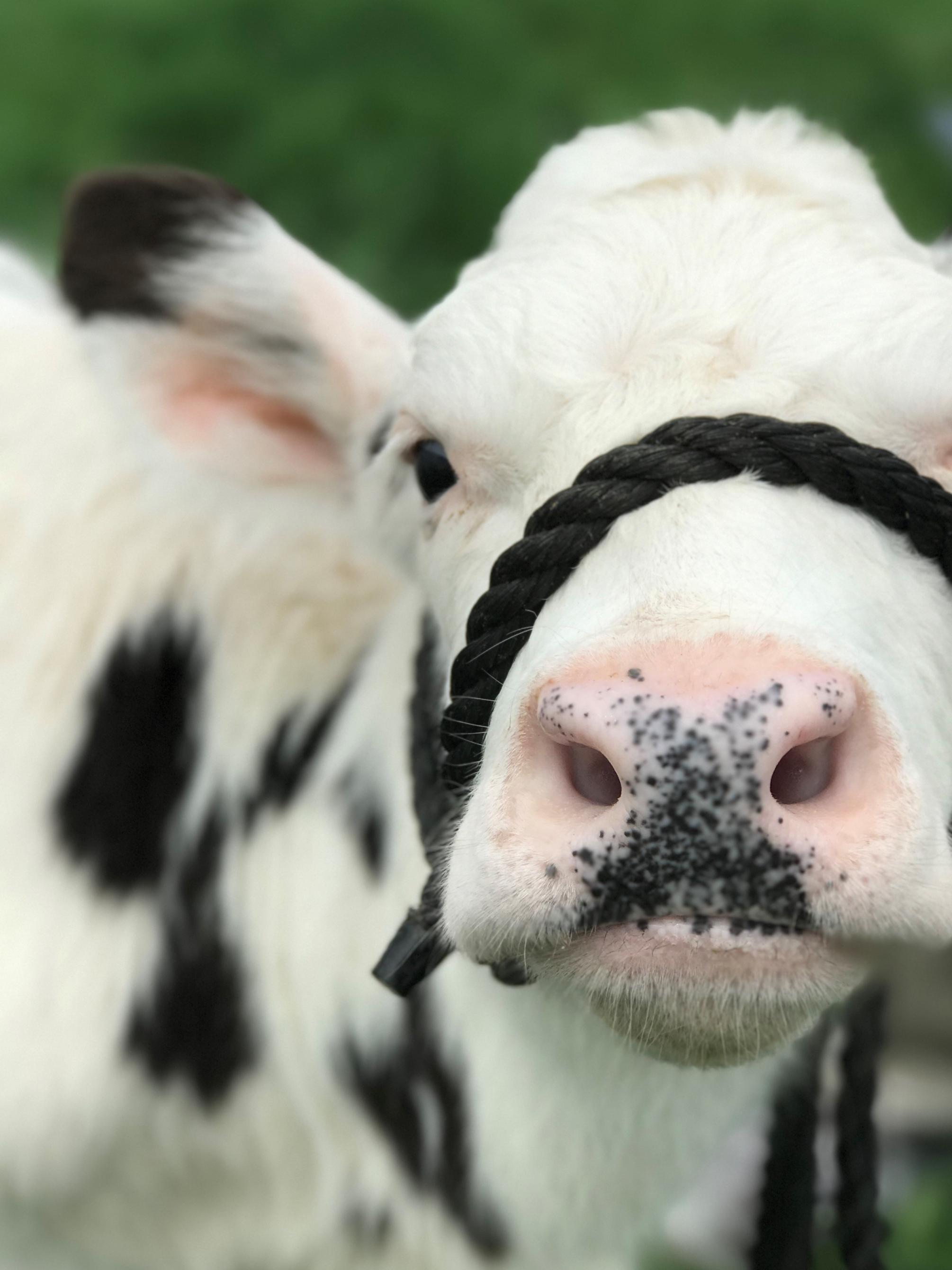 Holsteins three