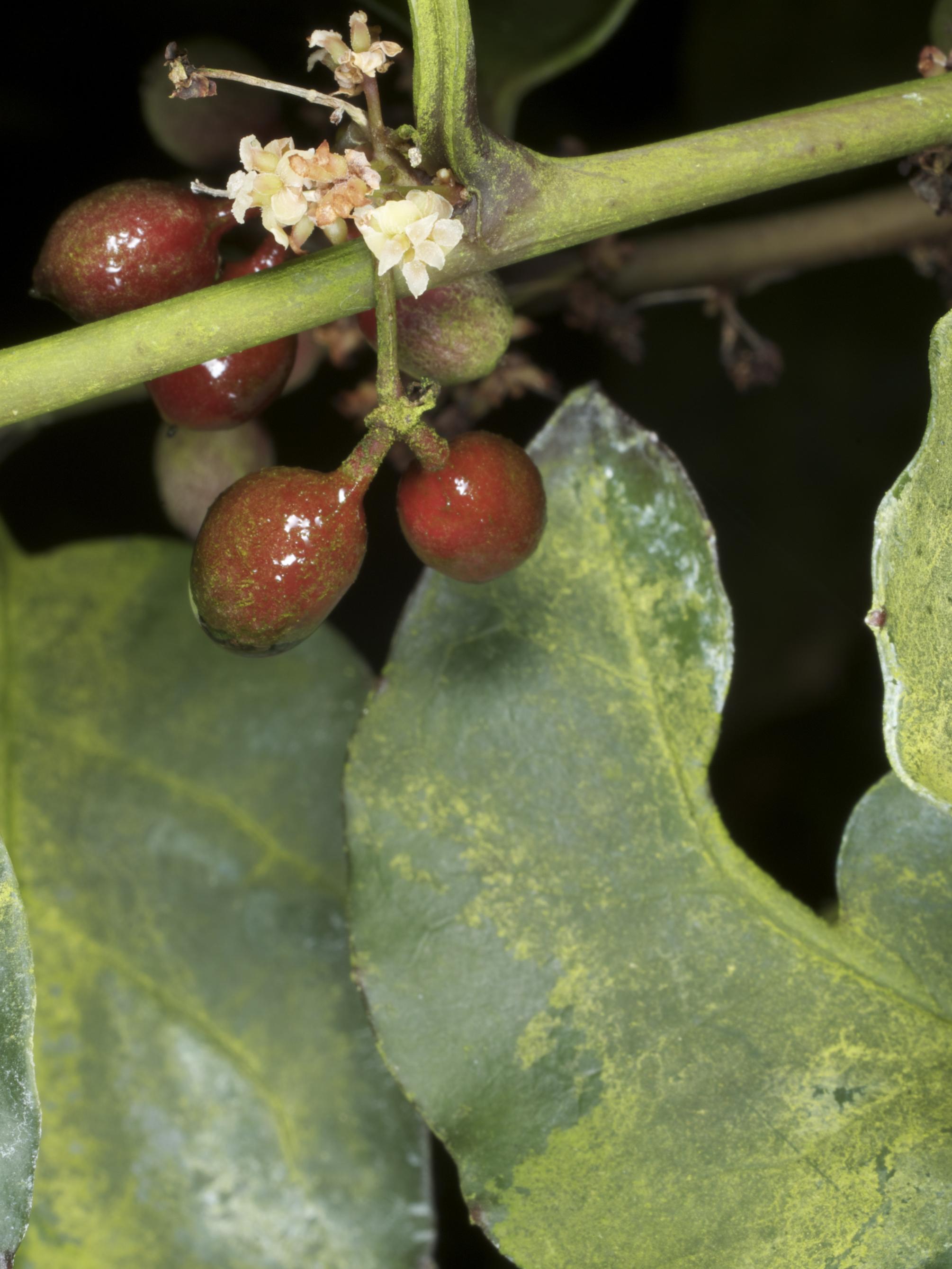 Amborella female flowers and fruits