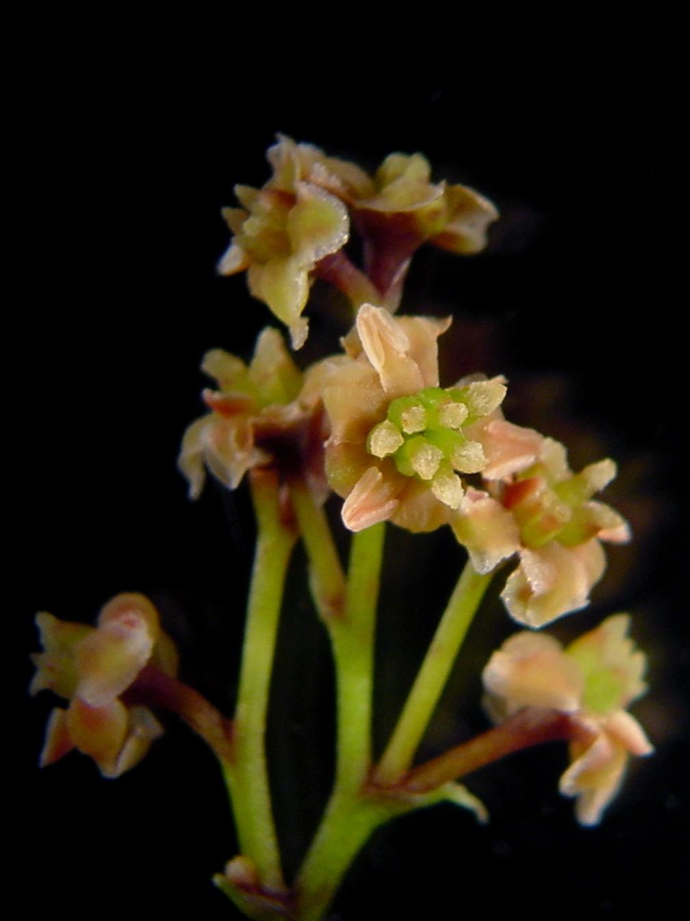 Amborella female flowers