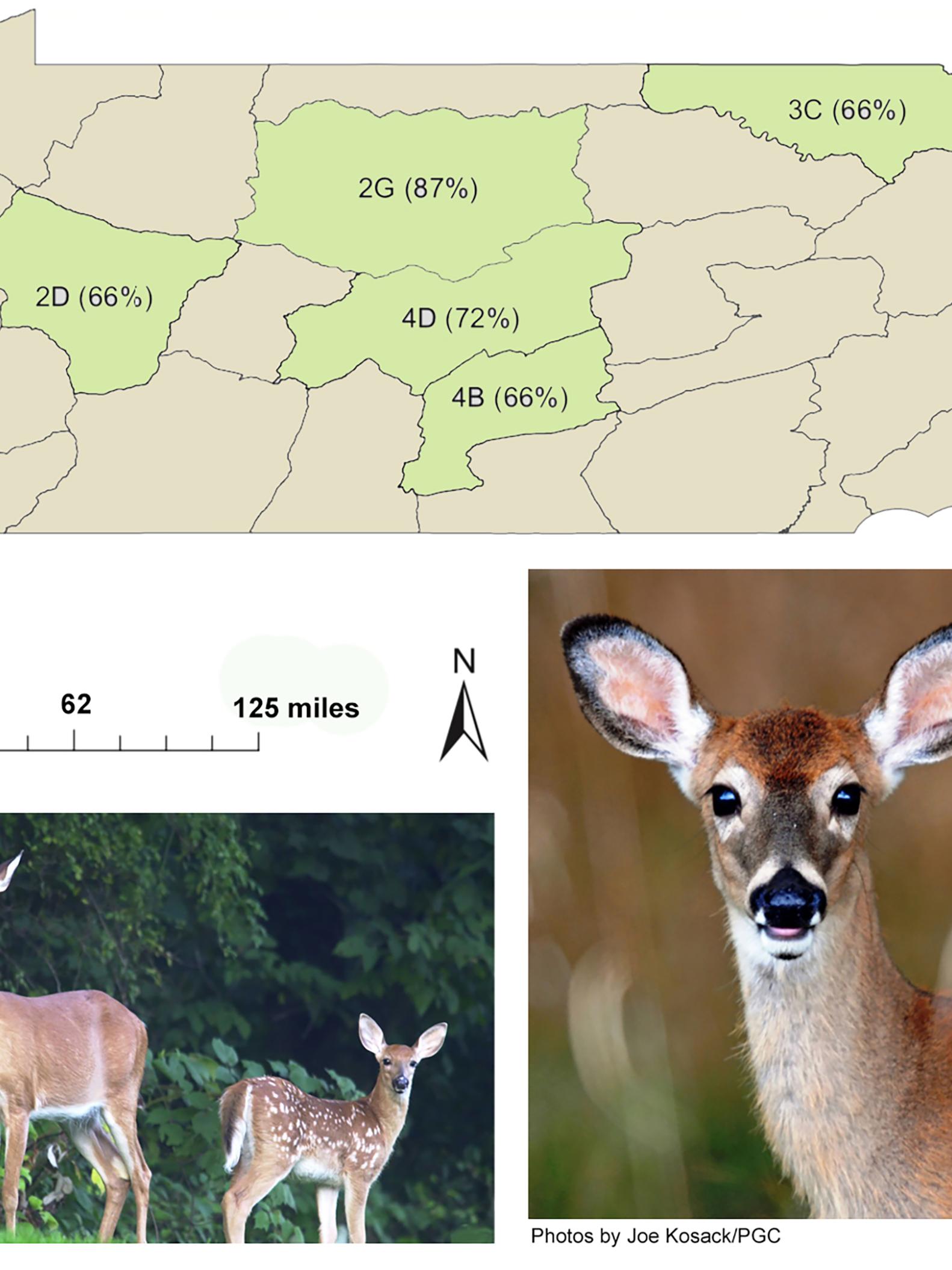 deer photos, units