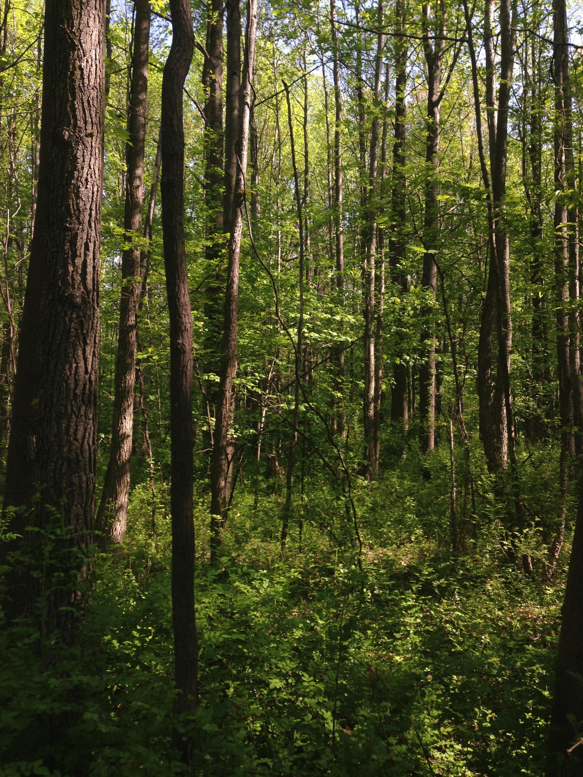 tight trees