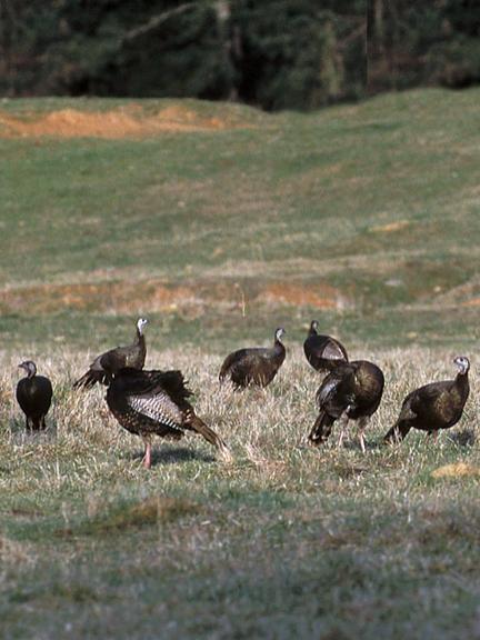 turkeys feeding