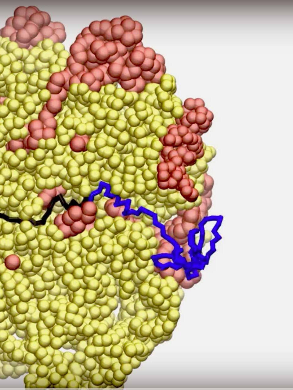 Protein Synthesis Force