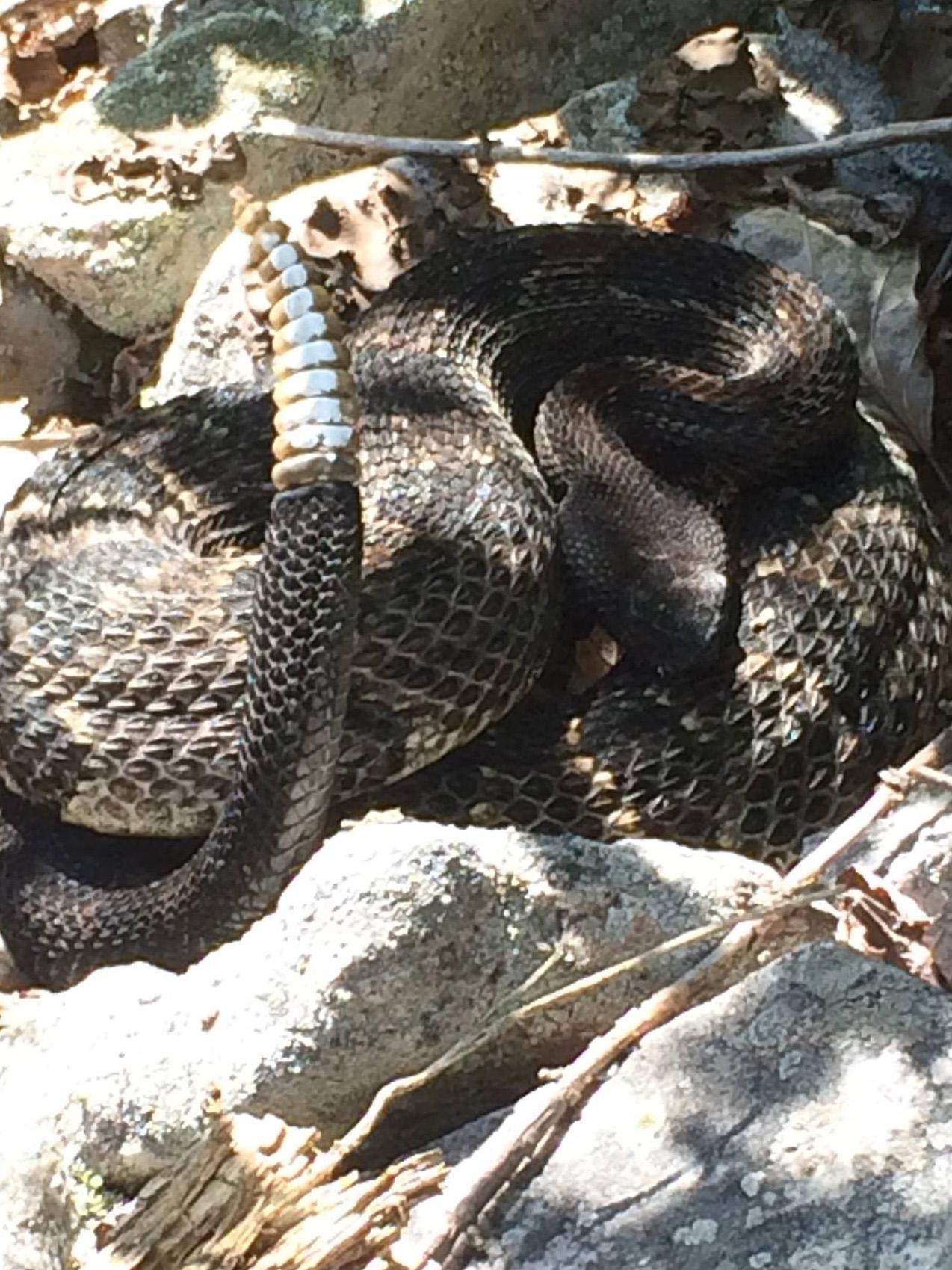 snake basks in sunlight on forest floor