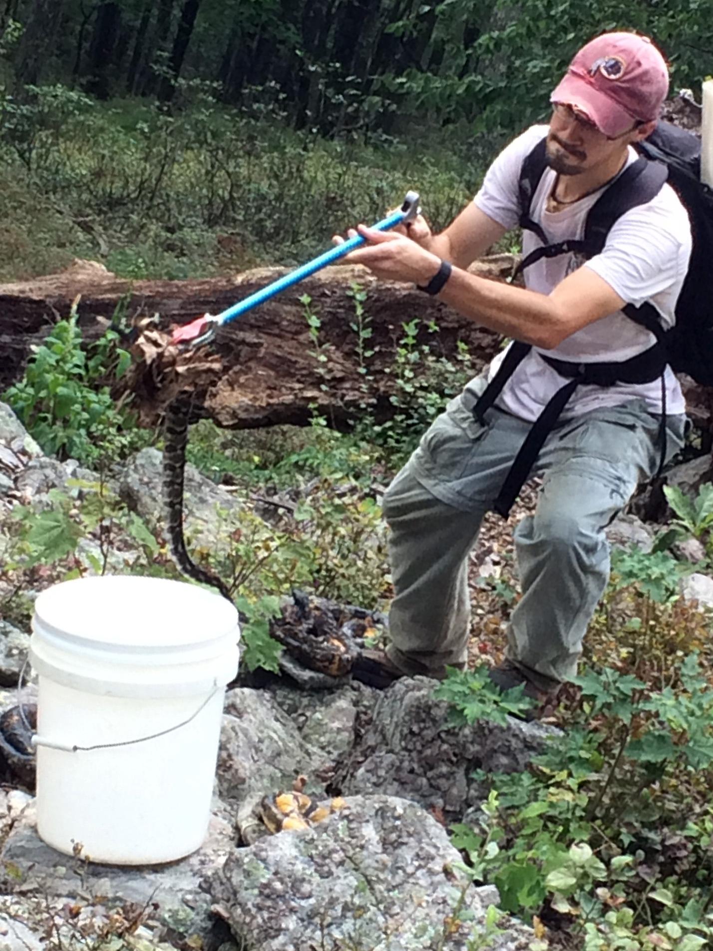 careful handling of a rattlesnake