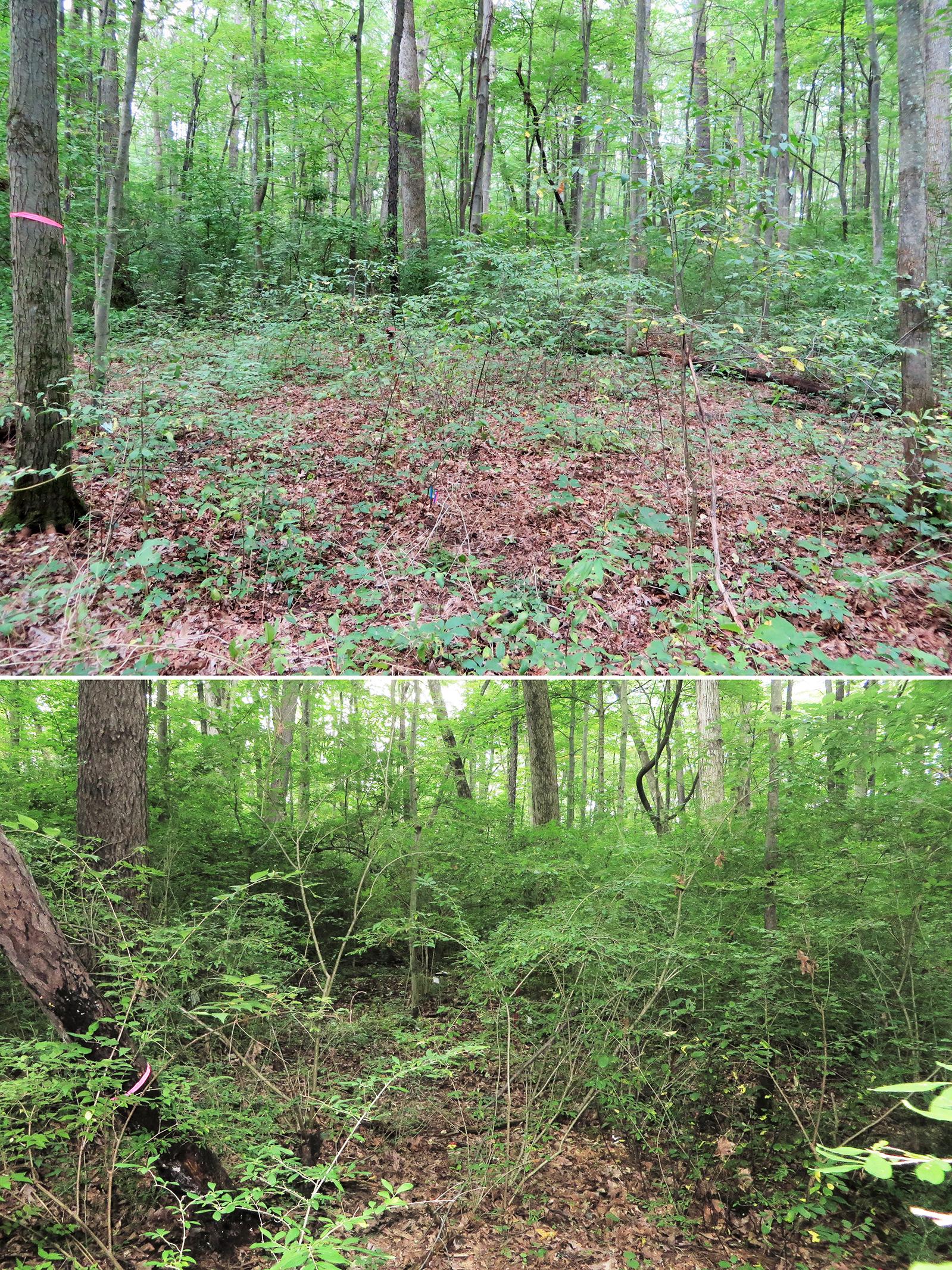 forest understory