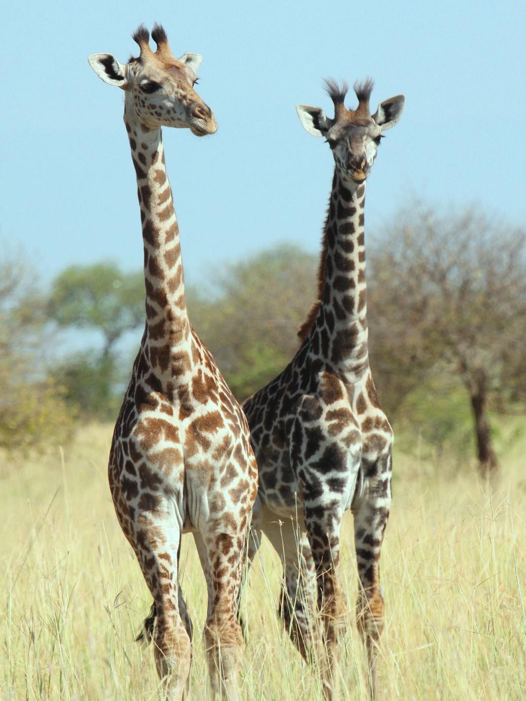 Pair of giraffes