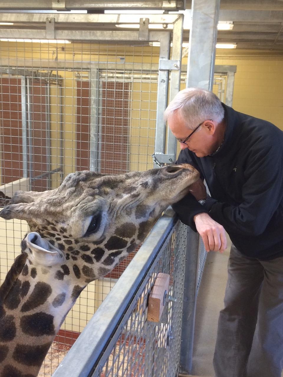 Giraffe and scientist Doug Cavener face-to-face (giraffe's head is about 3X the size of the scientist's head