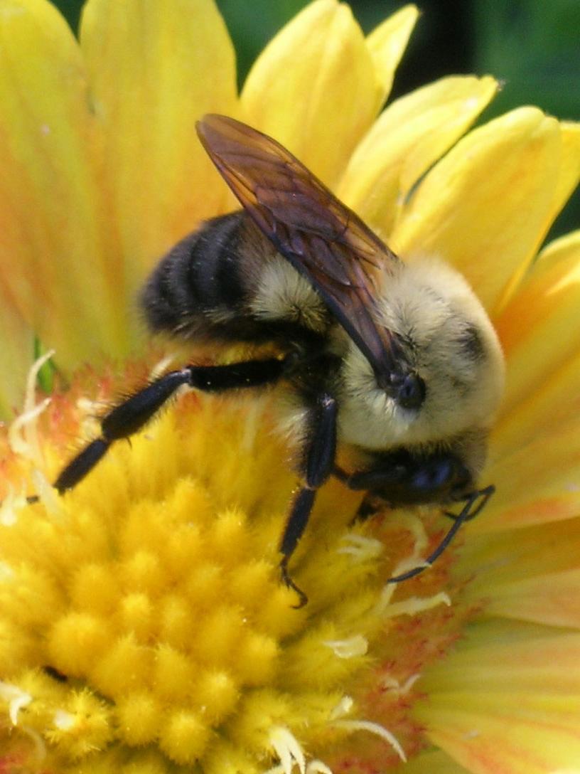 bumblebee on yellow flower