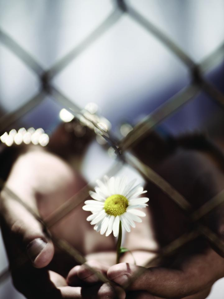 Hands holding flower by fence