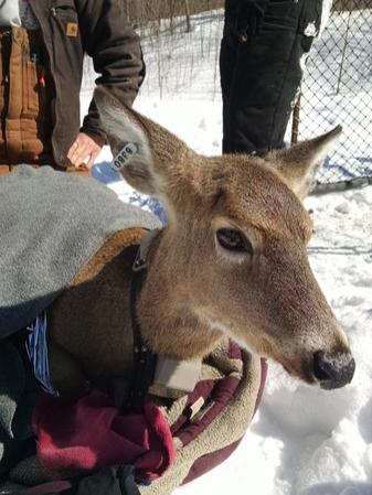 A deer wears a GPS collar used in the study 