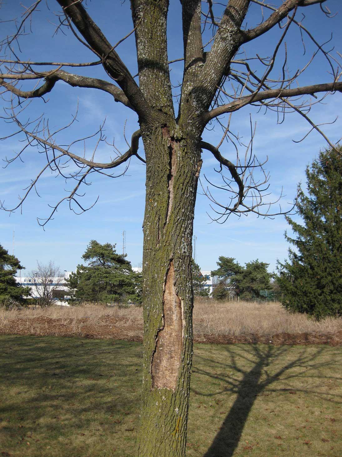 dead ash tree
