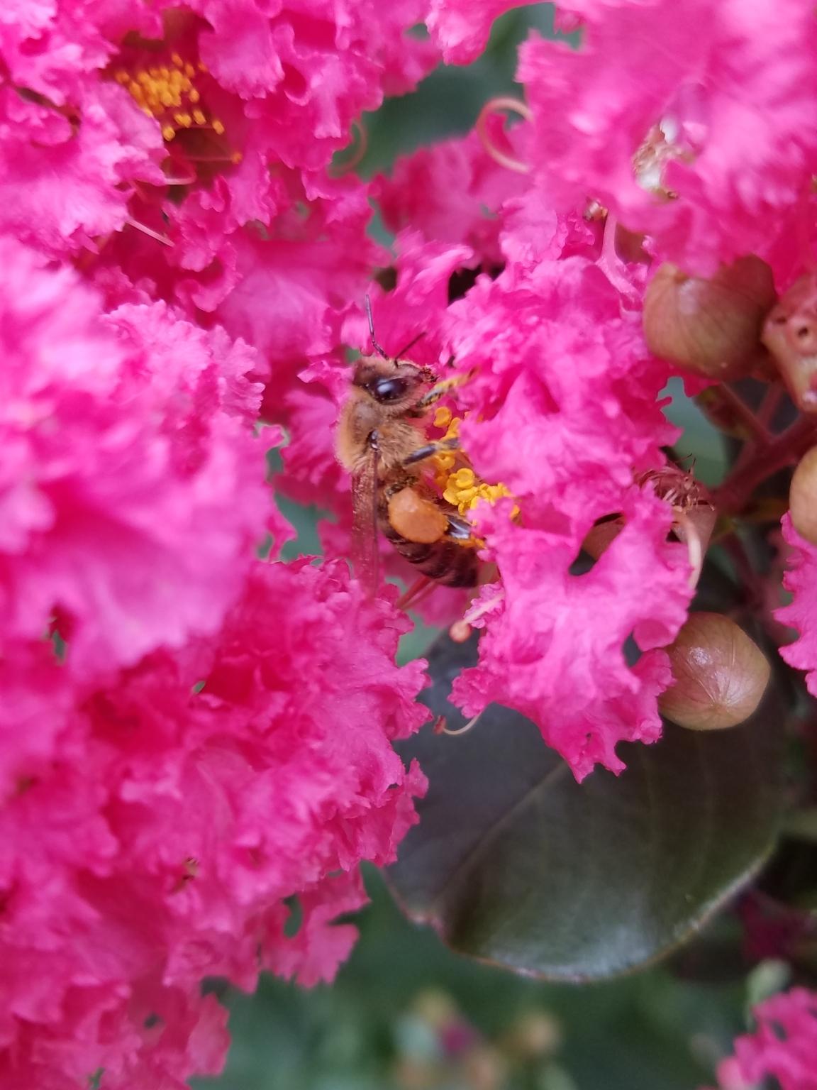 crepe myrtle
