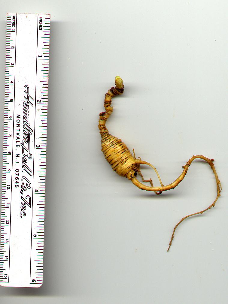 gnarly root 