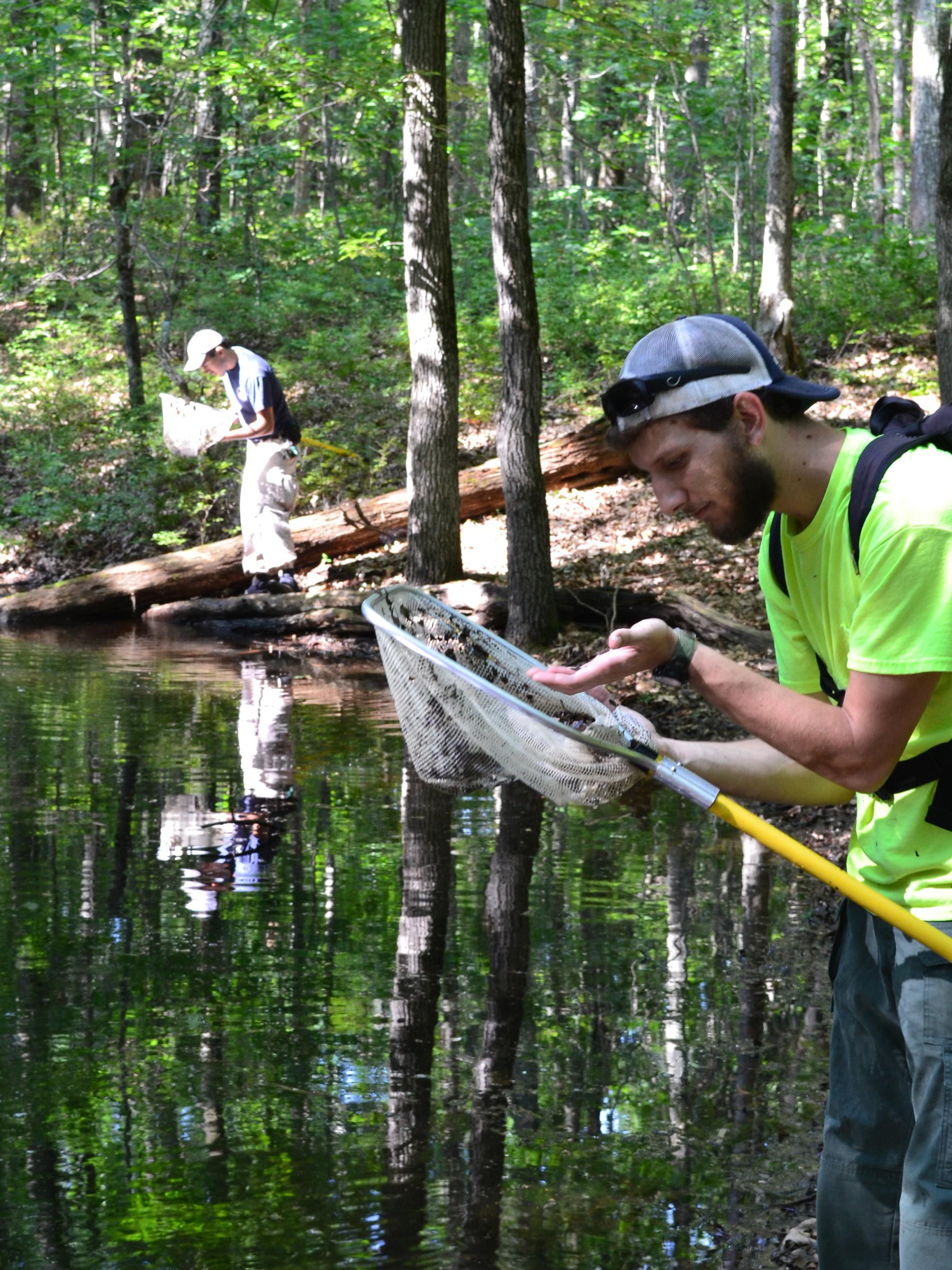 looking for egg masses