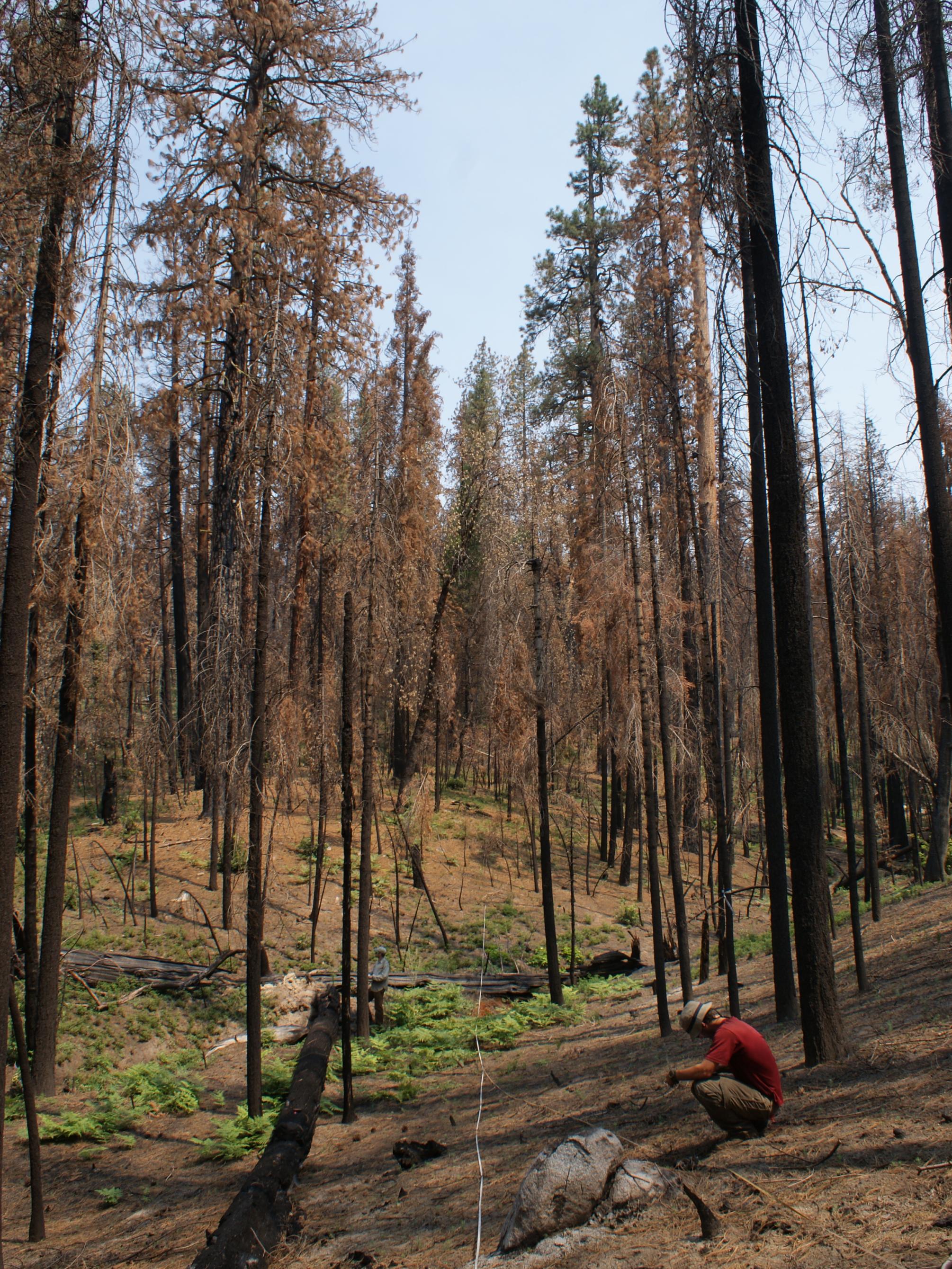 Researchers measure post-fire carbon emissions in Yosemite National Park. 