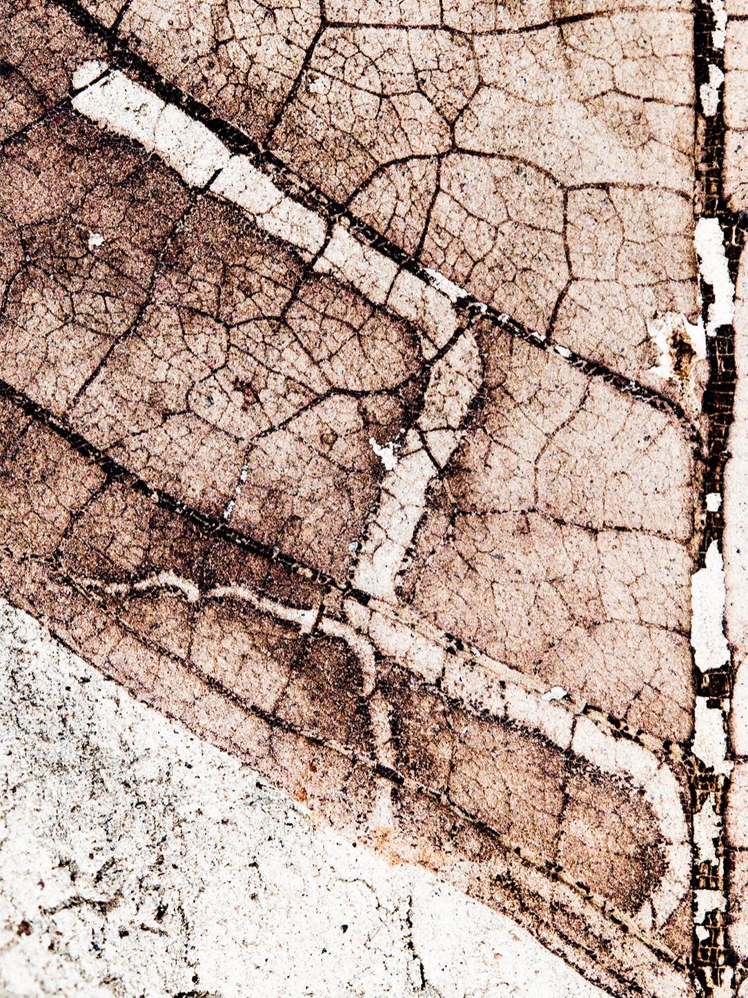 fossil moth mine on walnut leaf