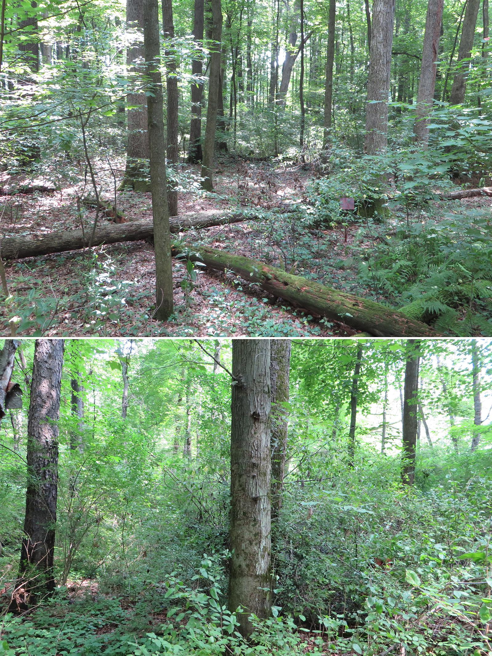 native and invasive species