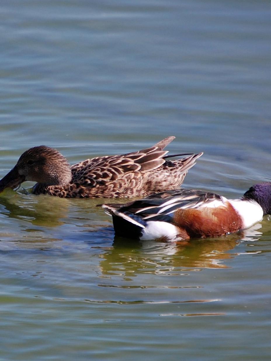 dabbling duck avian flu