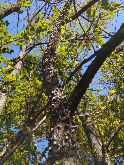 spotted lanternfly in tree