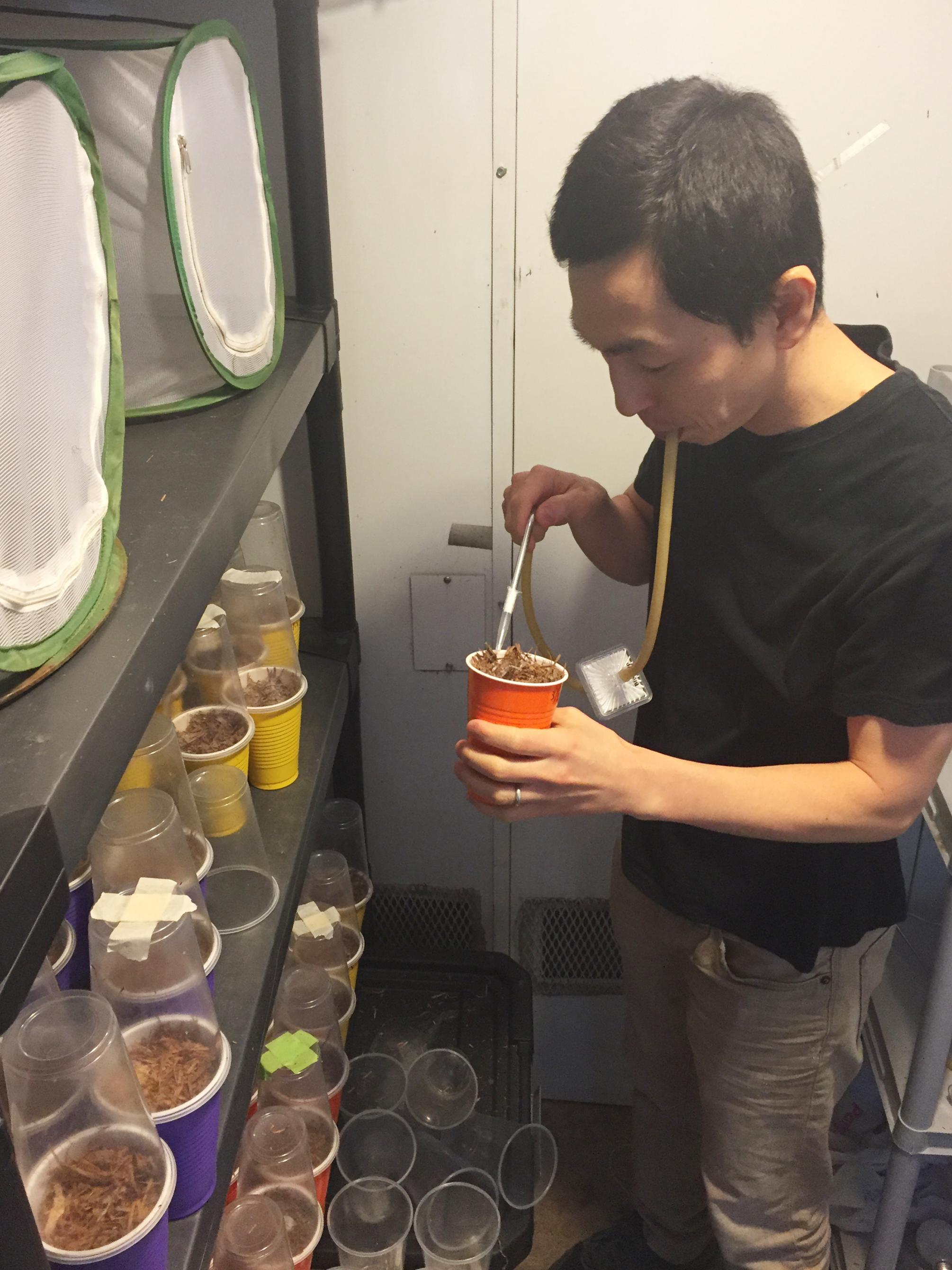testing mushroom compost