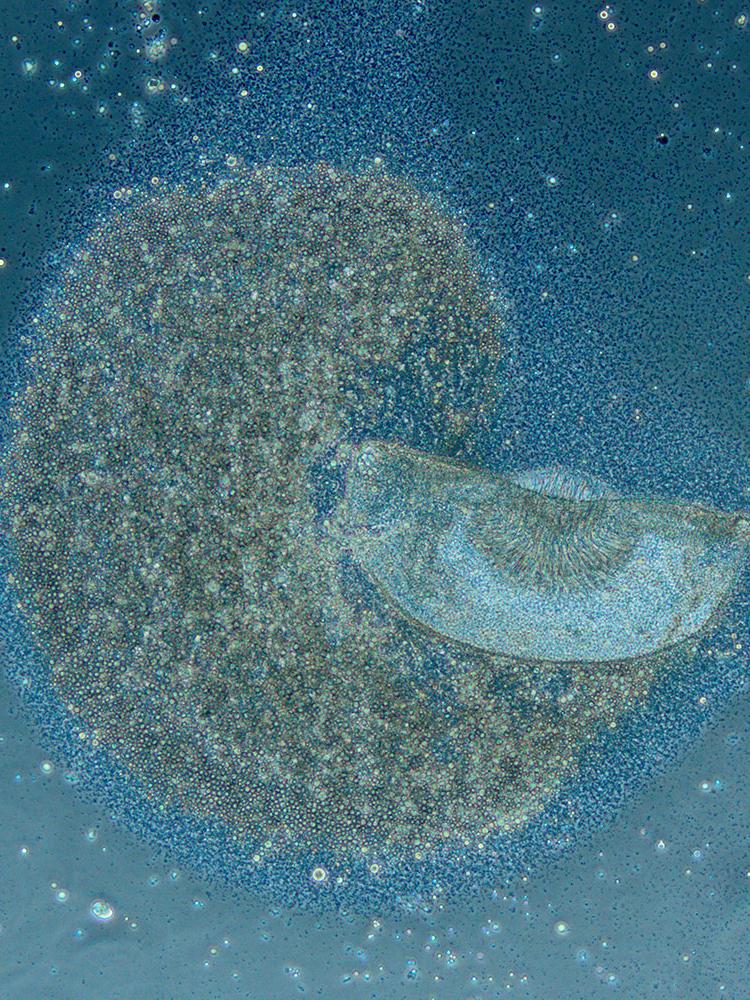 mosquito egg