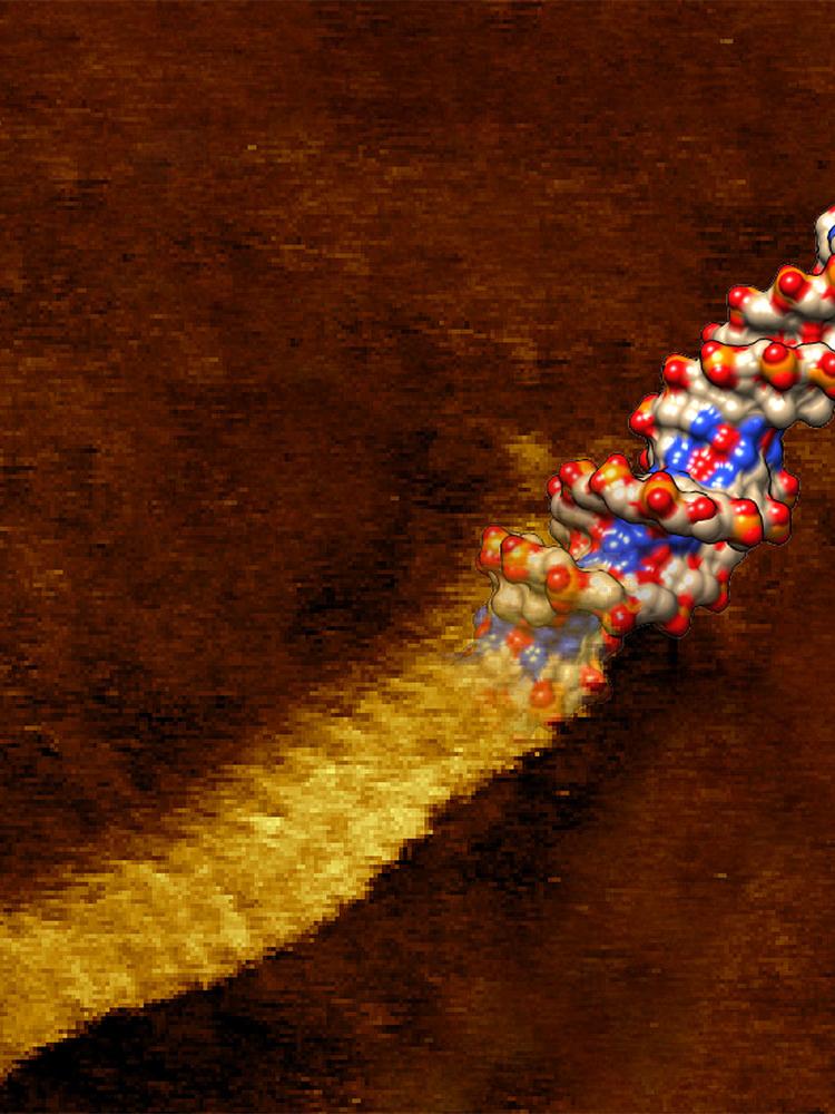 DNA double helix