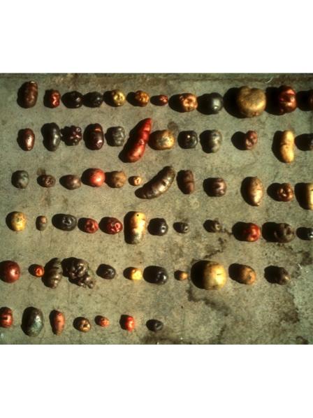 potato varieties