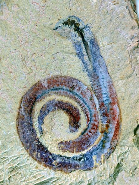 Fossil of a priapulid worm