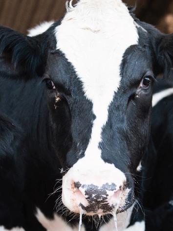 one cow