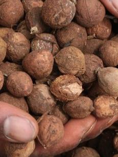 croton nuts