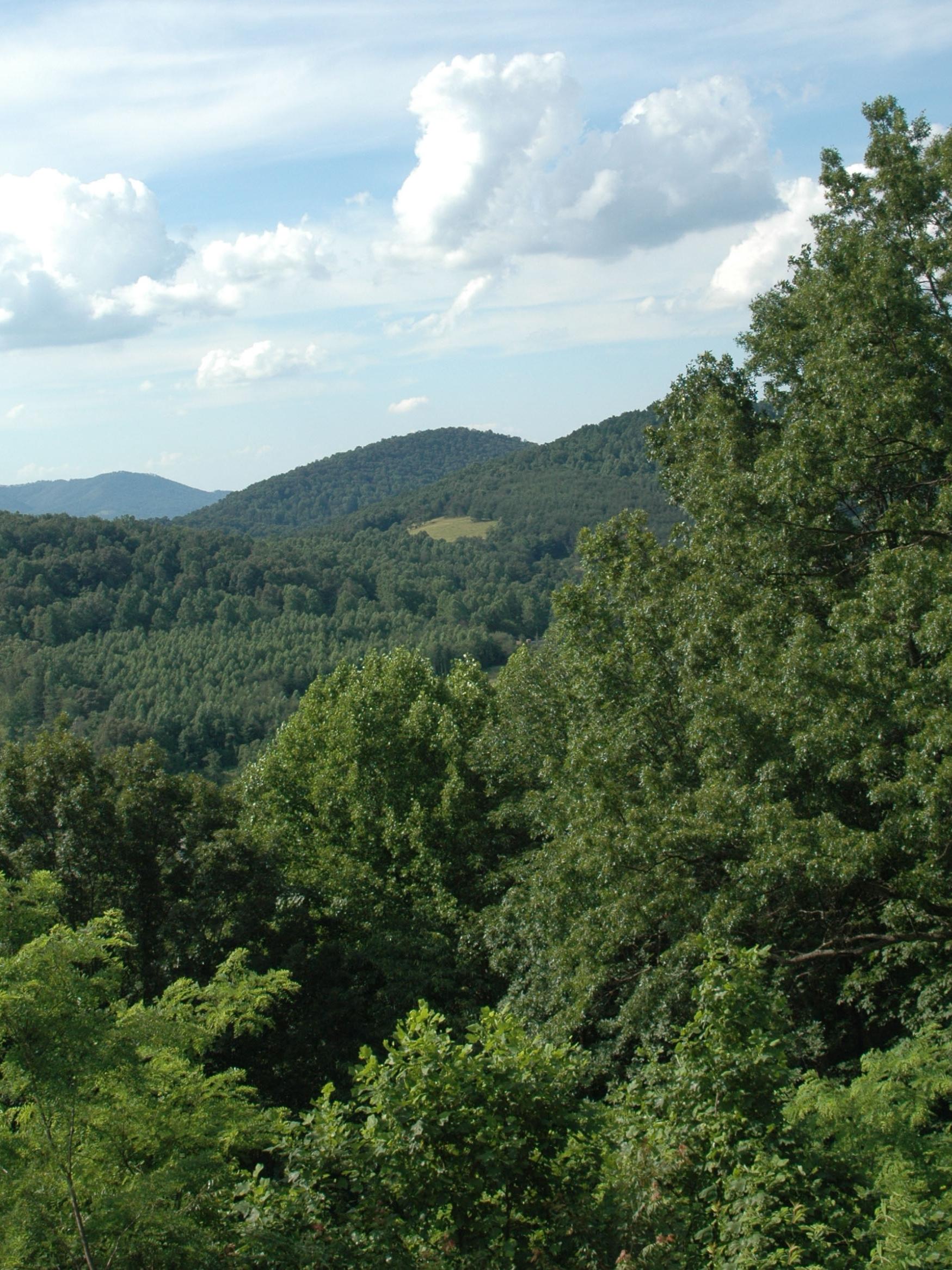 scenic forest