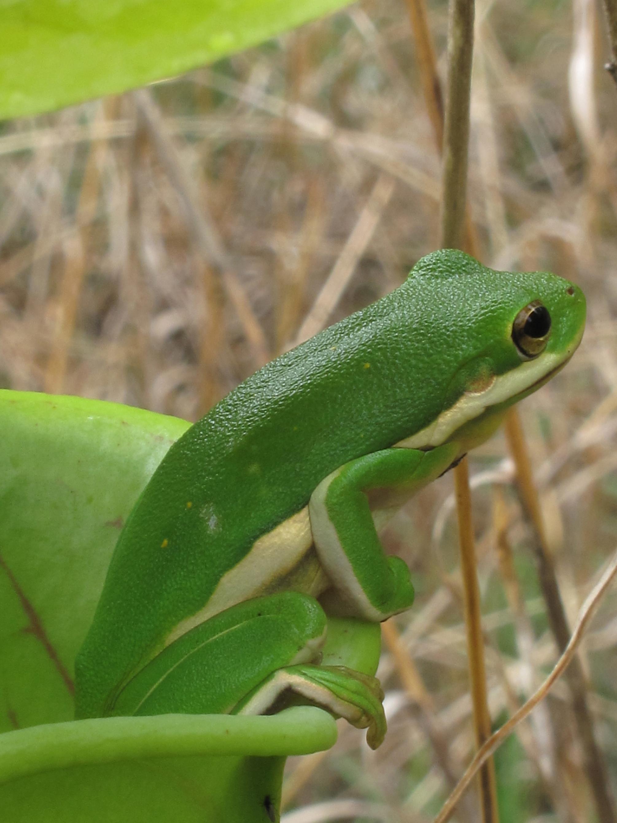 frog side photo