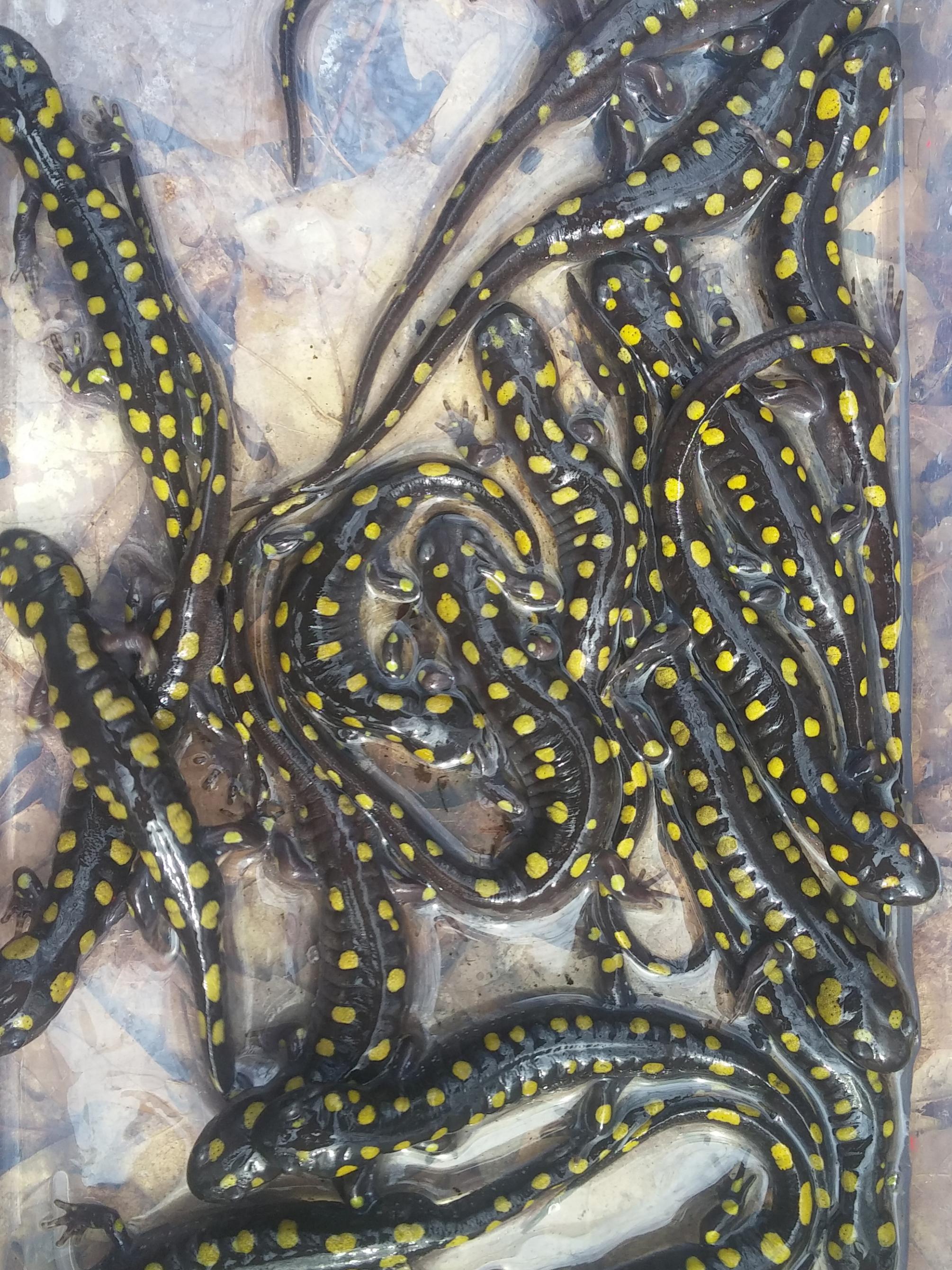 spotted salamanders