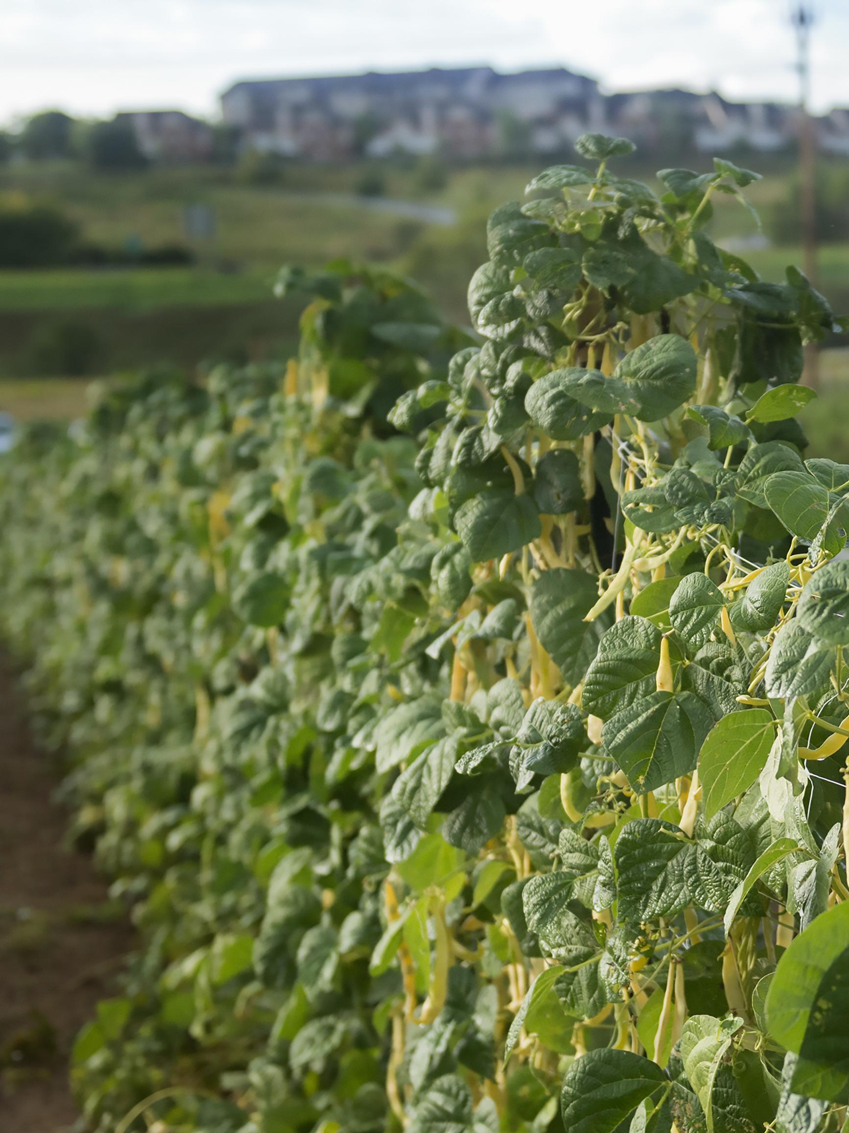 wax beans