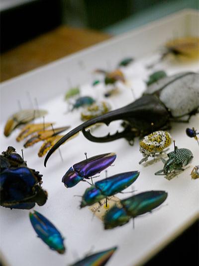 Pinned beetle specimens 