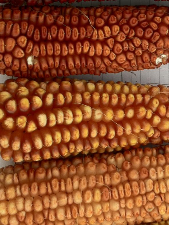 pretty corn ears
