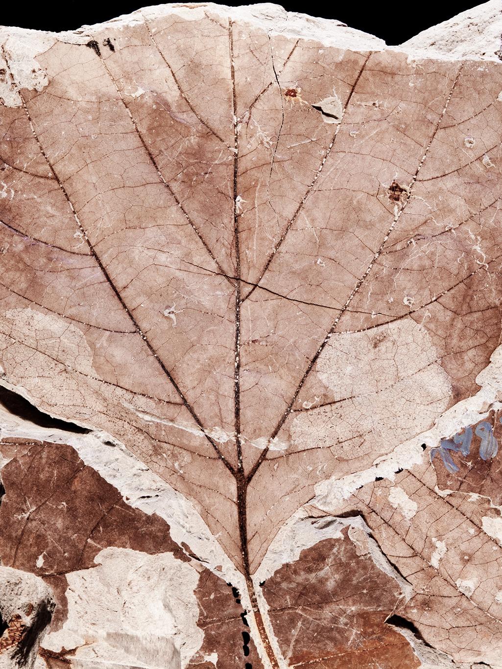 fossil wasp mine on sycamore