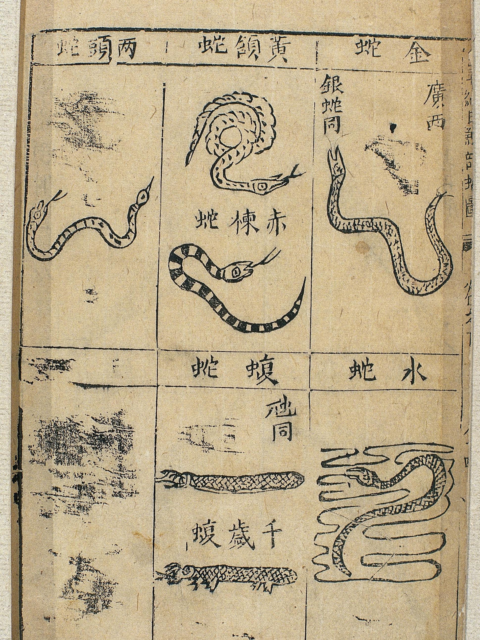 Illustrations of snakes from Ming-era materia medic