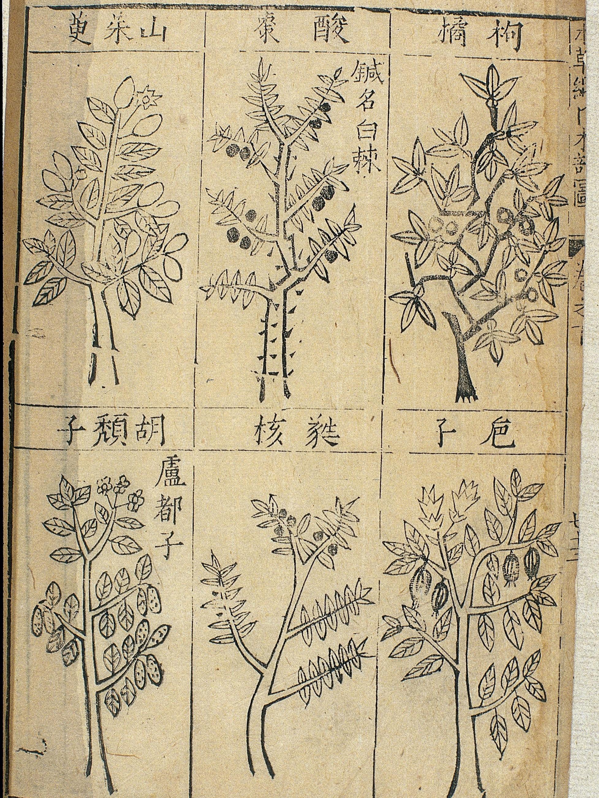 Illustrations of trees from Ming materia medic